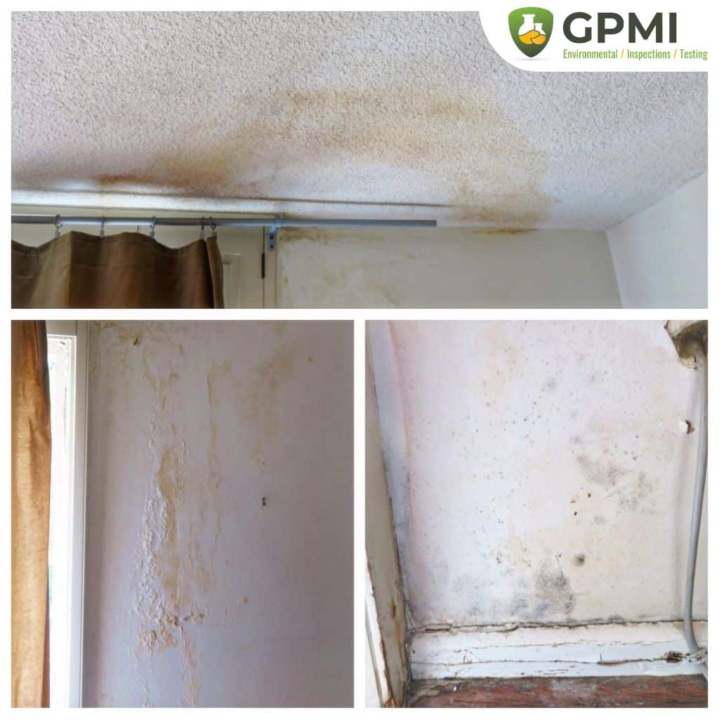 Hidden Mold Growth Roof Leak