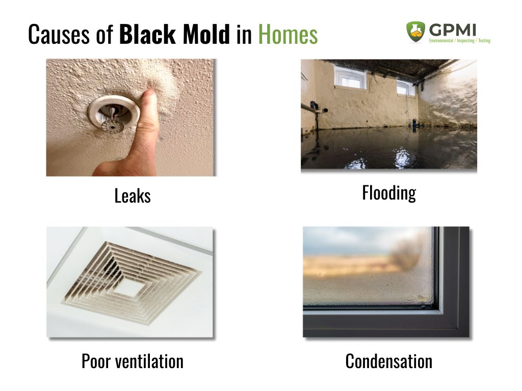 Is Mold Dangerous To Your Health - Exposure Risks & Dangers